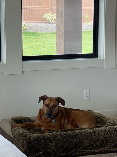 dog bed— worth the money! Our dog loves this bed & it’s super easy to wash