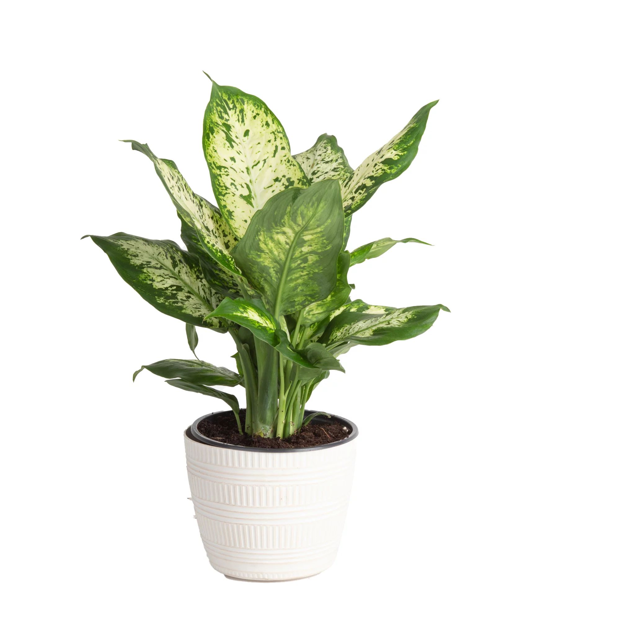 Plants with Benefits Live Green Dieffenbachia Plant in 10in. Grower Pot | Walmart (US)