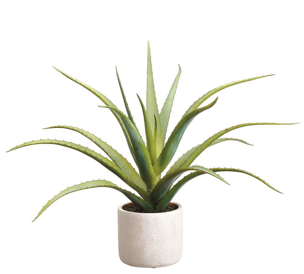 Faux Aloe Plants In Natural-Tone Cement Pot | Pottery Barn (US)