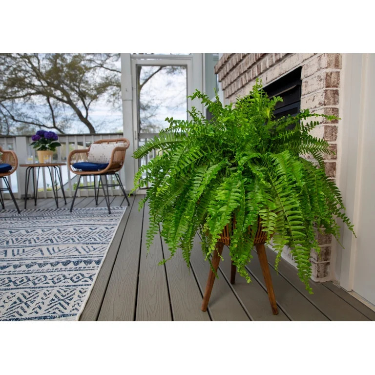 Expert Gardener 20-24" Wide Boston Fern Live Plant in 1.5-Gallon Grower Pot | Walmart (US)