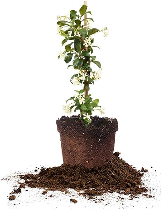 Perfect Plants Confederate Jasmine Live Plant, 1 Gallon Pot, Includes Care Guide | Amazon (US)