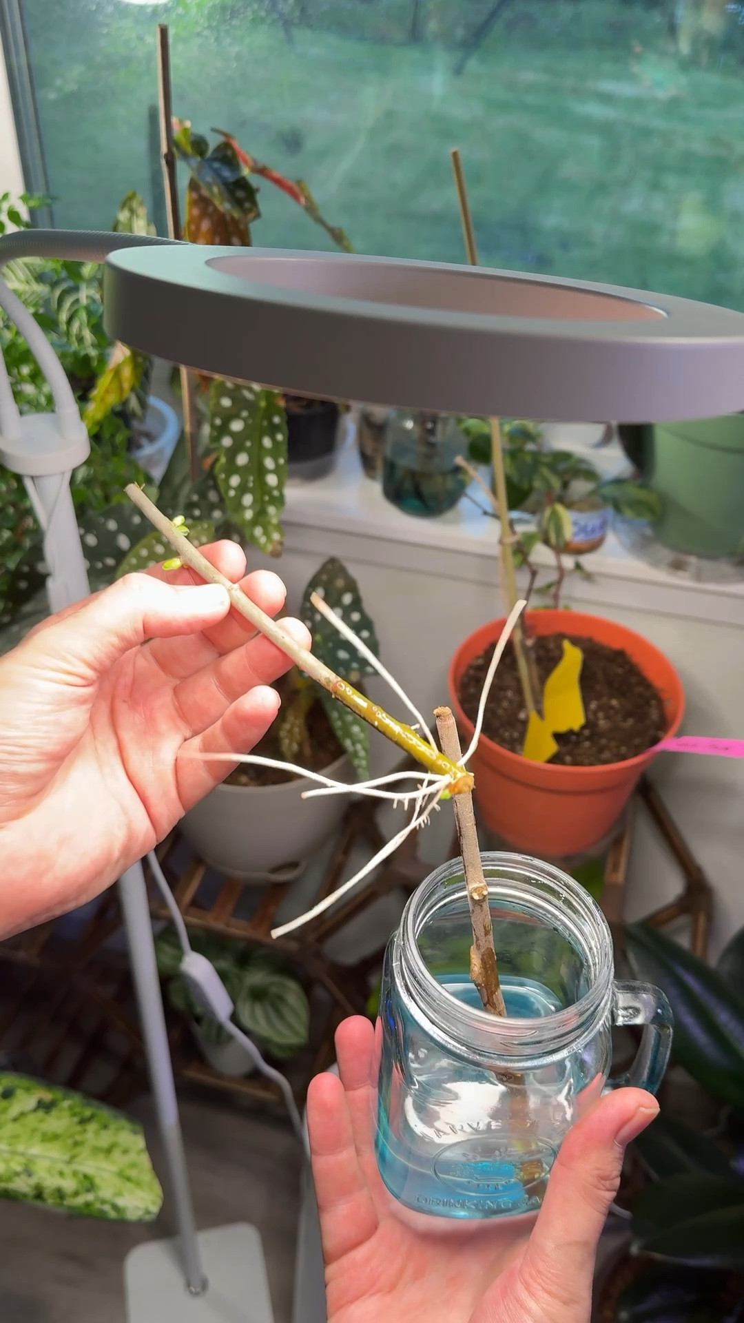 Day 12 update on the white willow tree cuttings. #willow #whitewillow #tree #plant

#LTKHome