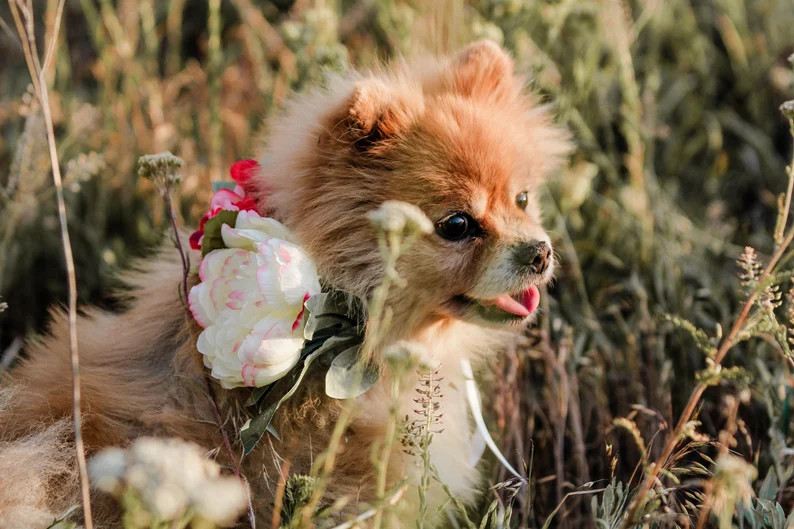 Ivory Dog Flower Crownpuppy Flower Collardog Flower | Etsy | Etsy (US)