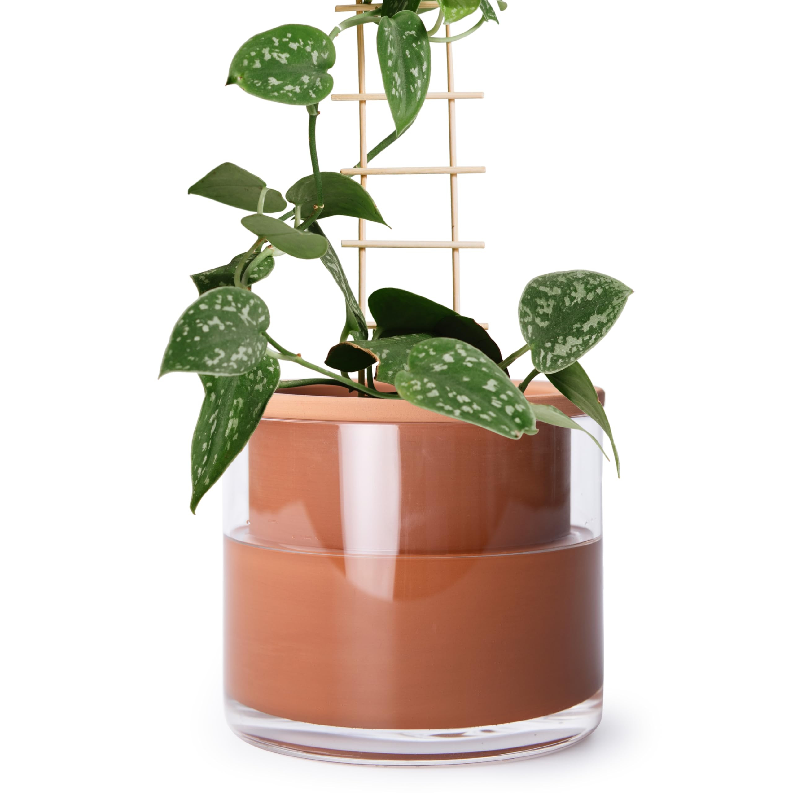 Phoenix Vine 6 Inch Self Watering Plants Pot, Design Terracotta Pot for Plants, Indoor Cylinder T... | Amazon (US)