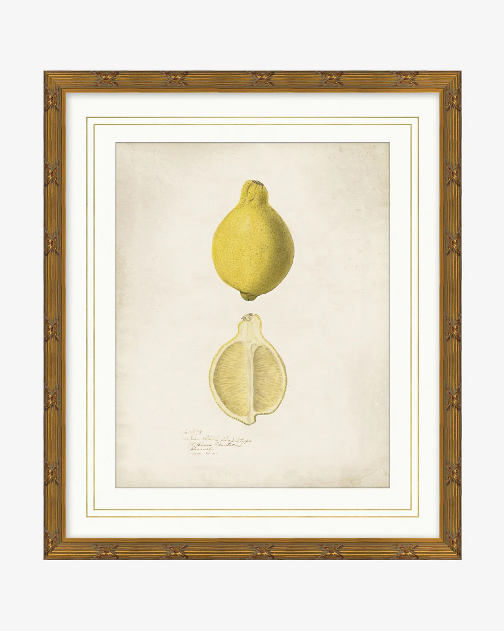 Lemon Study | McGee & Co. (US)