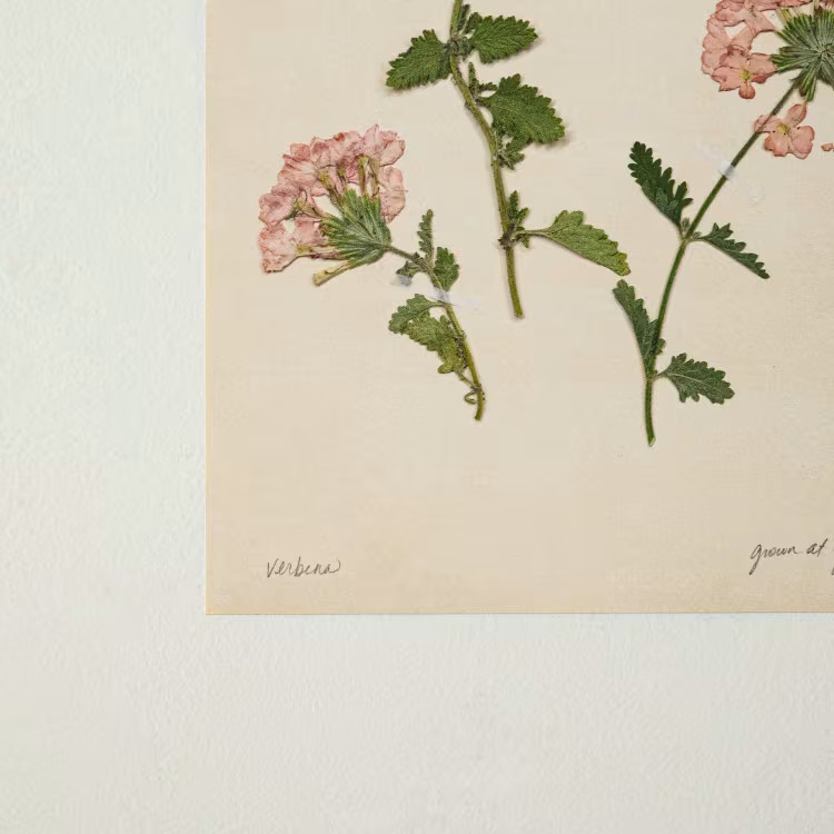 Jo's Hand Pressed Herbarium Prints - Verbena '24 | Magnolia