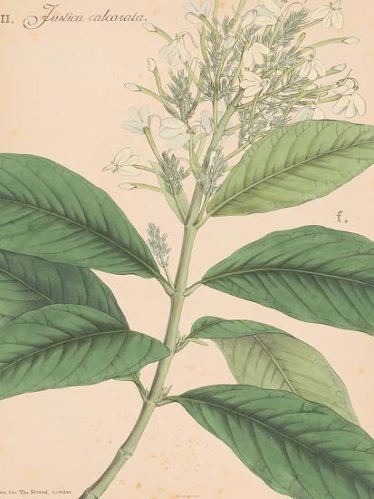 'Indian Botanicals IV' Art Print - Nathaniel Wallich | Art.com | Art.com