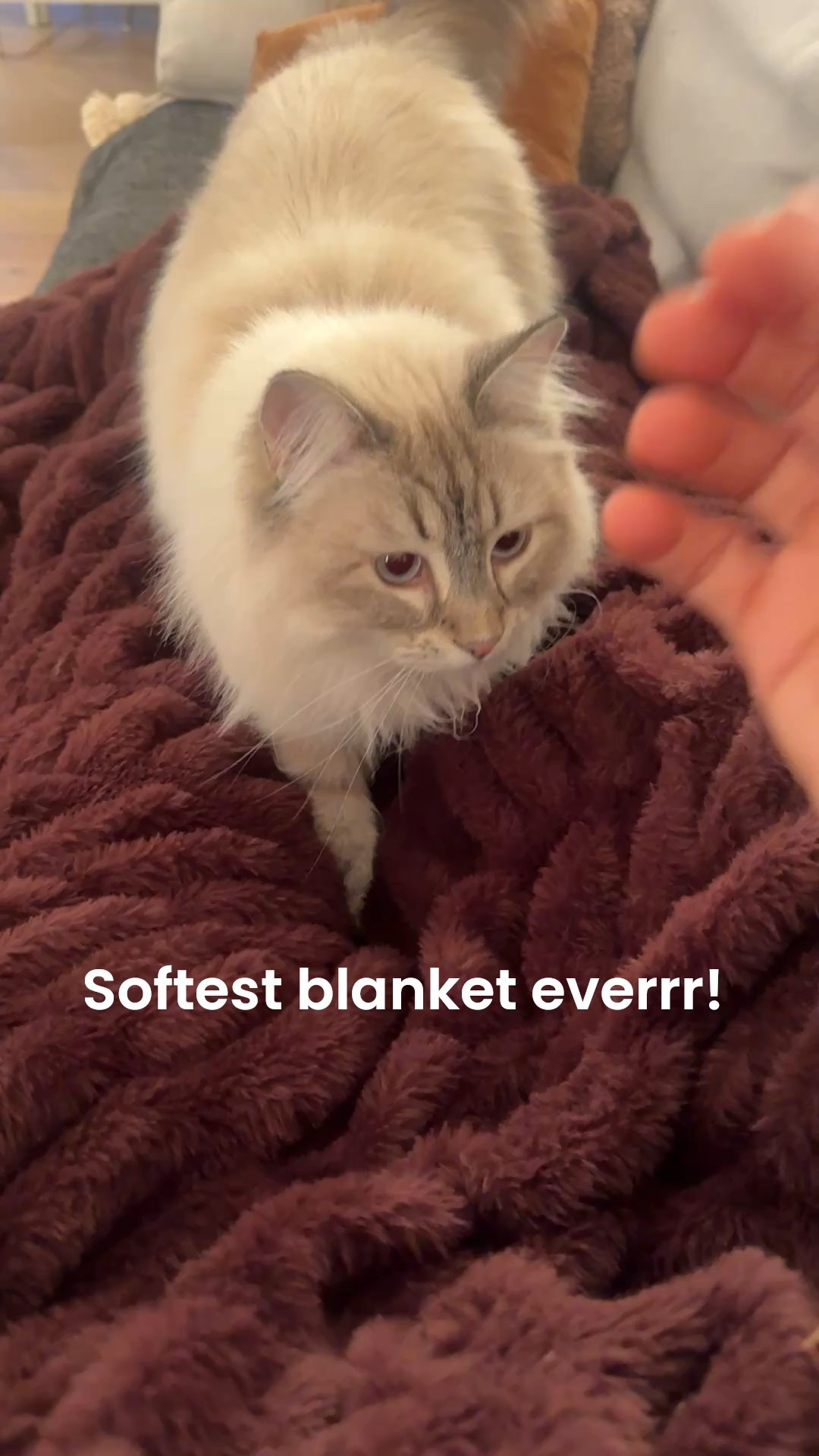 Softest blanket!!!

#LTKHome #LTKFindsUnder50 #LTKSeasonal