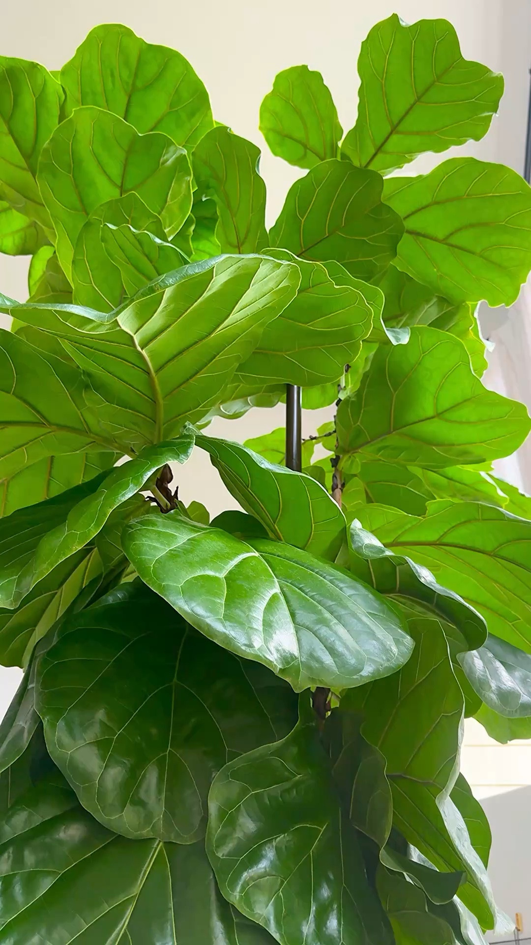 Your tree setup matters more than you think.

The right support keeps it stable, helps it grow straight, and protects its overall health.

#LTKHome #LTKOver40 #LTKSeasonal