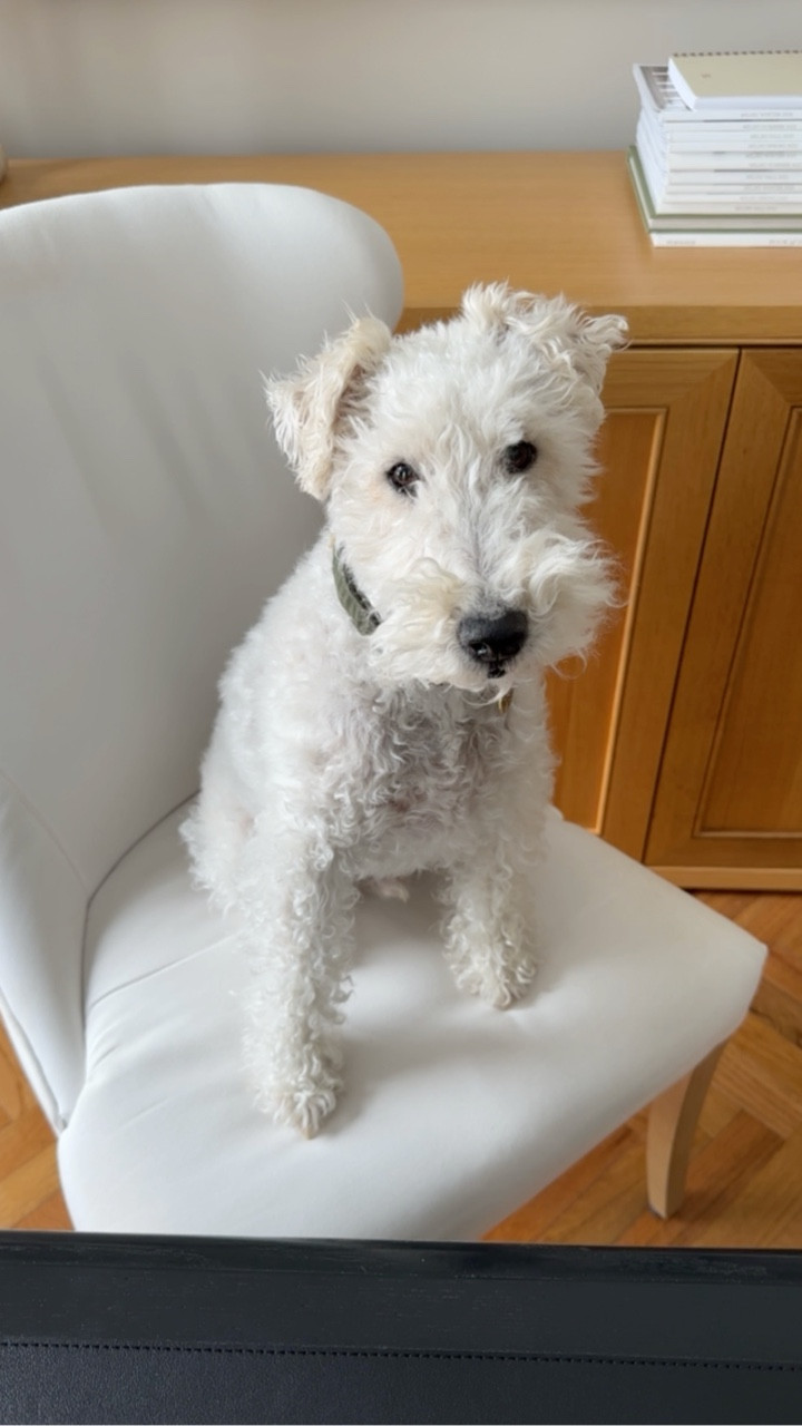 Classic dining chairs that double as a desk chair...

#LTKHome