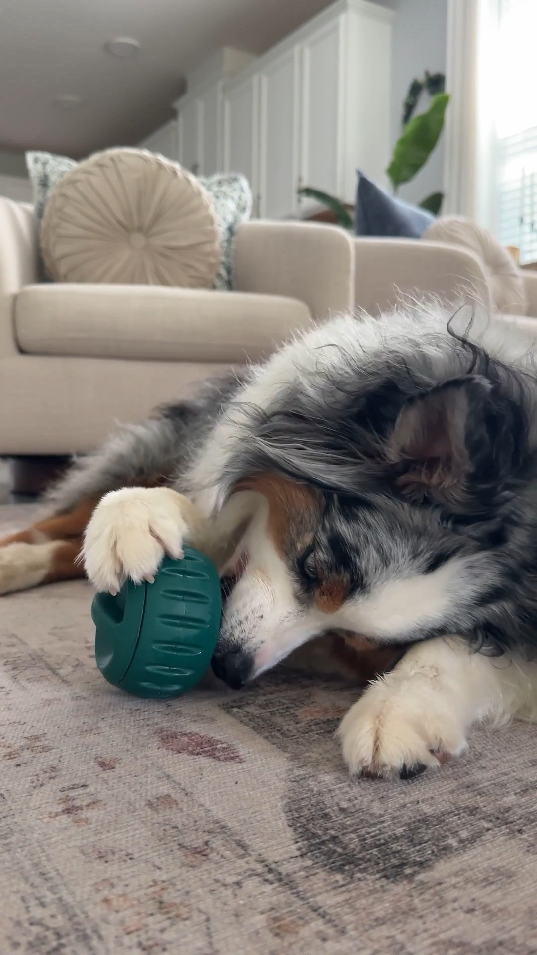 Open Farm and West Paw Dog Enrichment 
Open farm code LEU15 to save 15% 