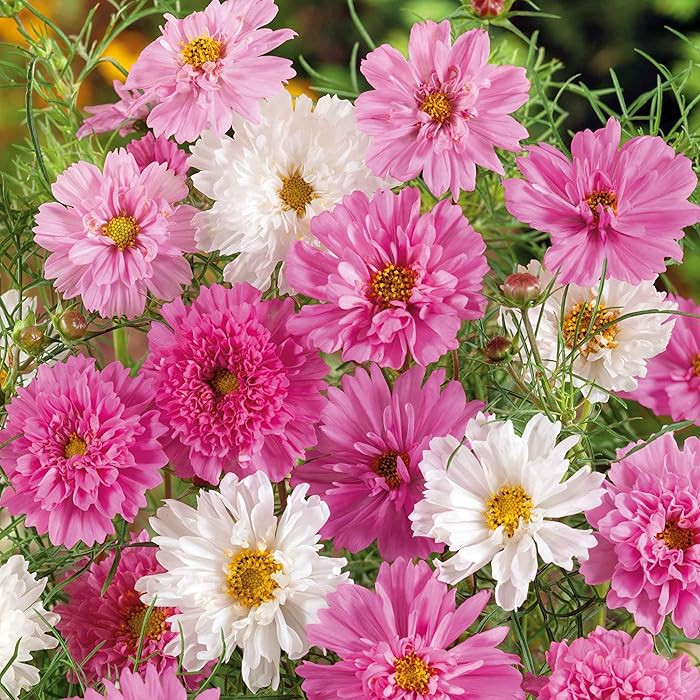 Eden Brothers Cosmos Seeds - Double Click Bonbon Mix | Amazon (US)