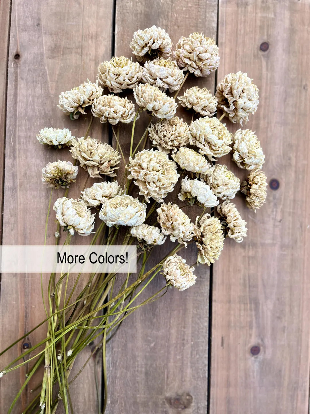 Dried Dahlia Flowers in Shades of Cream, Beige, Taupe, Brown - 6 Stems - Etsy | Etsy (US)