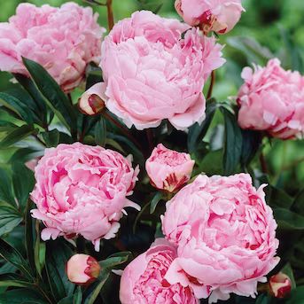 Van Zyverden Pink Peonies Sarah Bernhardt Bulbs 5-Count | Lowe's