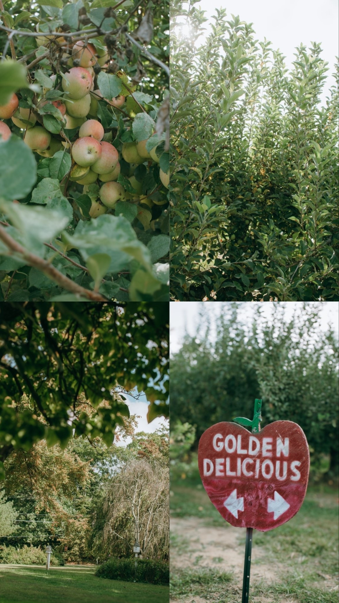 #fall #applepicking and #inspo at lucid ladybug 🫶🏻✨🍎🏈🍂

#LTKFallSale #LTKSeasonal #LTKFamily