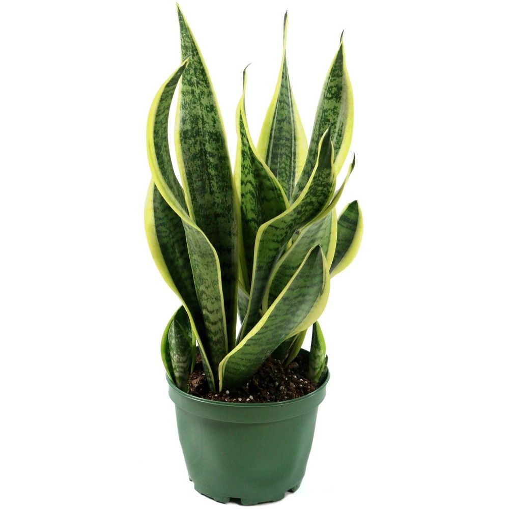 Snake Plant 'Laurentii' - National Plant Network | Target