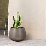 Armen Living Amethyst Large Round Lightweight Concrete Indoor or Outdoor Planter in Grey | Amazon (US)