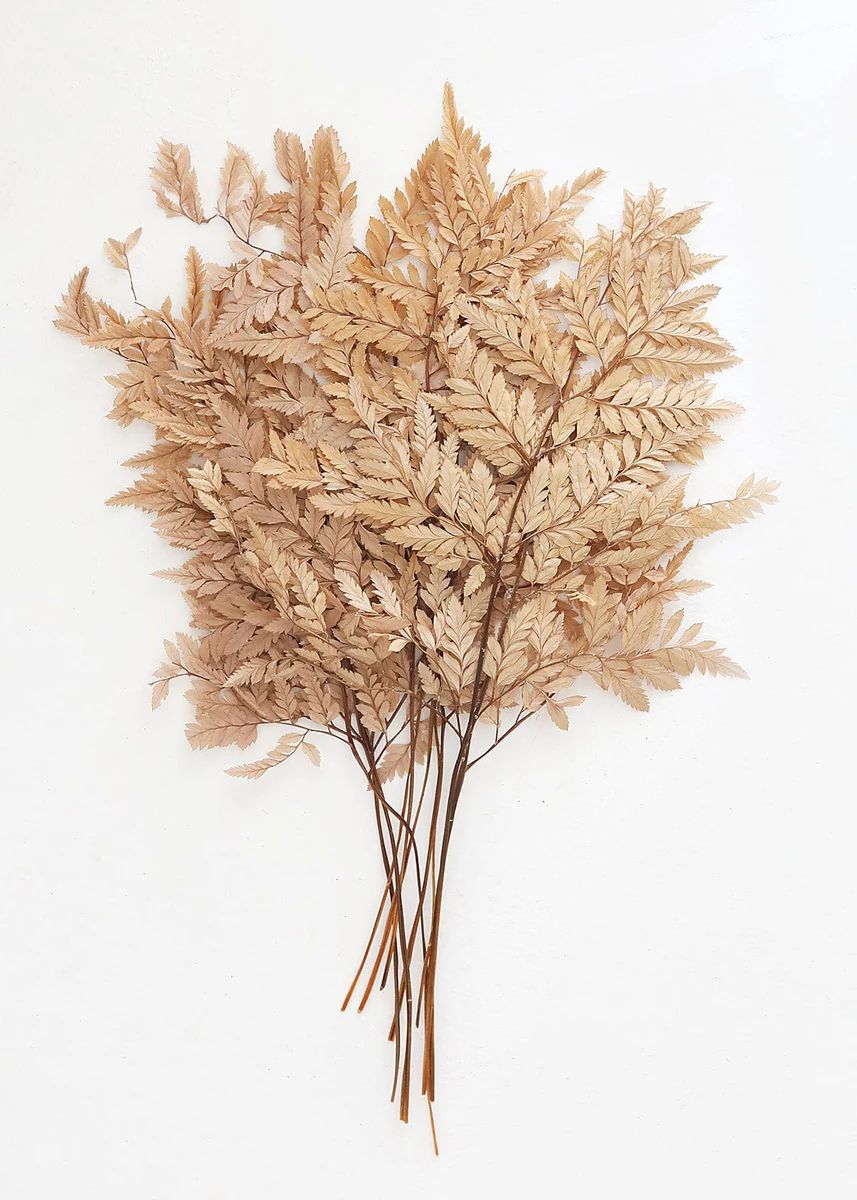 Bundle of 10 Preserved Taupe Flat Ferns - 16-20 | Afloral (US)
