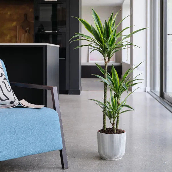 Dracaena Lemon & Lime House Plant in Elho Pot | Dunelm (migrated)