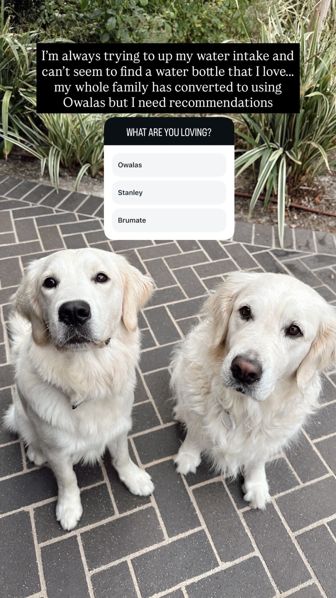 I'm always trying to up my water intake and can't seem to find a water bottle that I love... my whole family has converted to using Owalas but I need recommendations!

#LTKselfcare #LTKHome #LTKActive