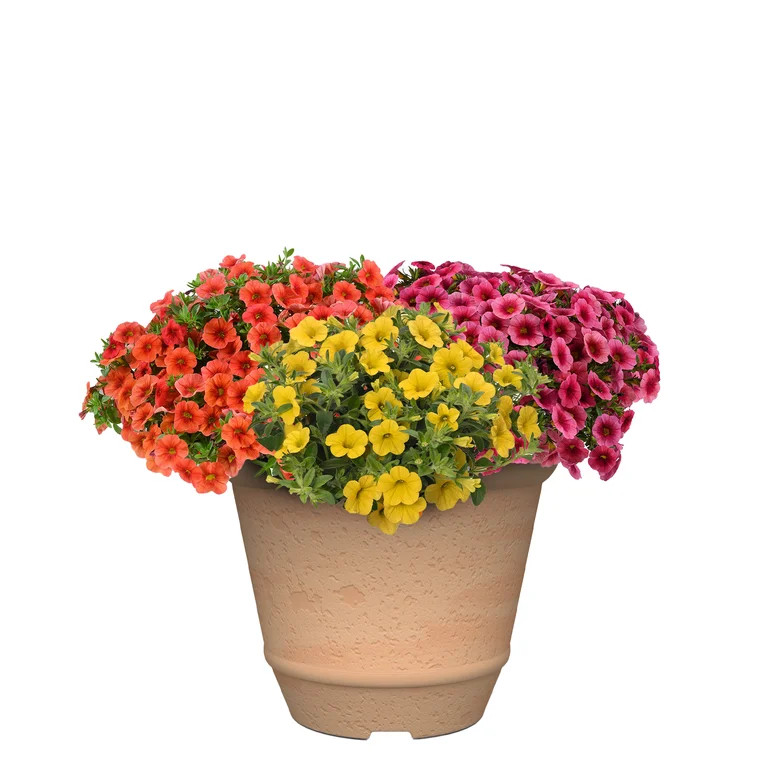 Better Homes & Gardens 3 Qt Calibrachoa Combo Live Annual Plant, Full Sun | Walmart (US)