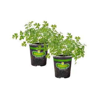 Bonnie Plants 19 oz. Italian Flat Leaf Parsley Herb Plant (2-Pack) 2P5121 - The Home Depot | The Home Depot