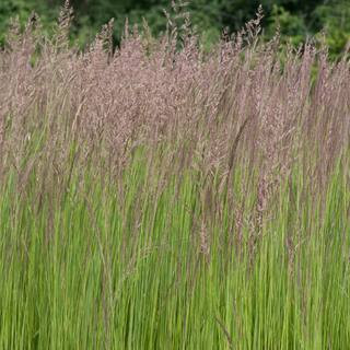 1 Gal. Pot, Karl Forester Grass (Calamagrostis), Deciduous Perennial Plant (1-Pack) | The Home Depot