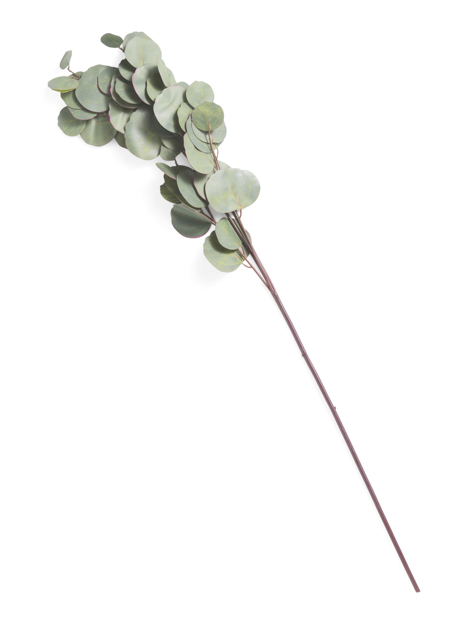 30in Real Touch Silver Dollar Eucalyptus Branch | TJ Maxx