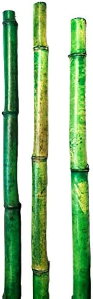 Natural Thick Bamboo Stakes About 6 Feet Tall 1.5 Inch Diameter - Pack of 3 (Natural Green) | Amazon (US)