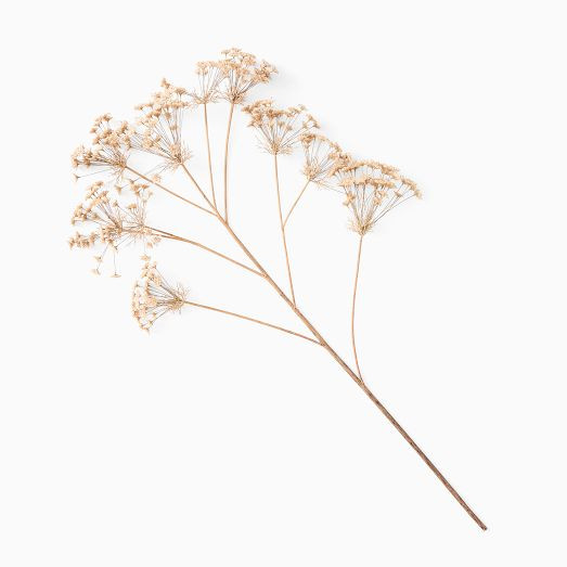 Faux Oversized Queen Anne's Lace Branch | West Elm (US)