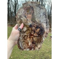 Large Petrified Wood Slab From Madagascar, Lovely Colors, Polished On Two Sides | Etsy (US)