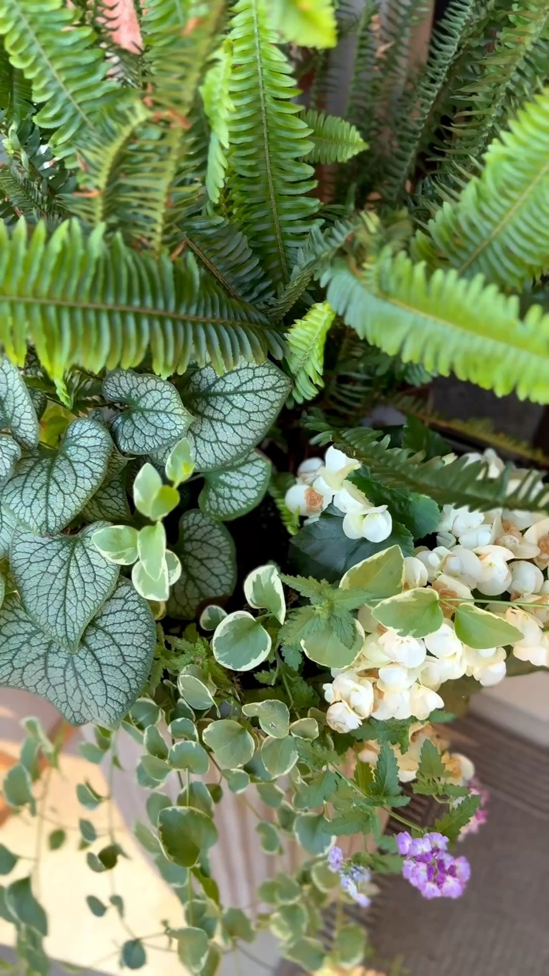 My tall fluted concrete planters are currently on sale and available in several sizes. 

🪴The plants I used…

Kimberly queen fern
White begonias 
Purple trailing lantana 
Hydrangea 
Jack Frost Heartleaf Brunnera
Vinca Vine Variegated

#LTKHome #LTKSaleAlert #LTKSeasonal