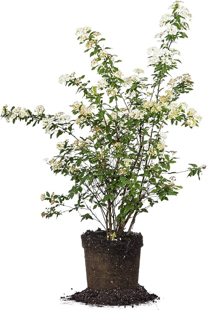 PERFECT PLANTS Bridal Wreath Spirea Live Plant, 1 Gallon, Includes Care Guide | Amazon (US)