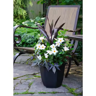 2.5 Gal. (#12) Planter Dipladenia Flowering Annual Shrub with Assorted Blooms Colors and Combinat... | The Home Depot