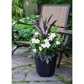 2.5 Gal. (#12) Planter Dipladenia Flowering Annual Shrub with Assorted Blooms Colors and Combinat... | The Home Depot