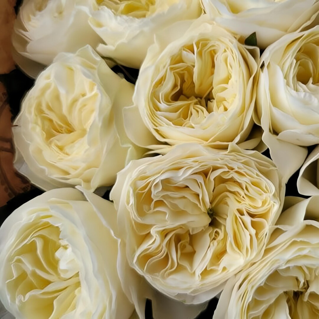 Rose White Vuvuzela 白色珊瑚心 - Etsy | Etsy (US)