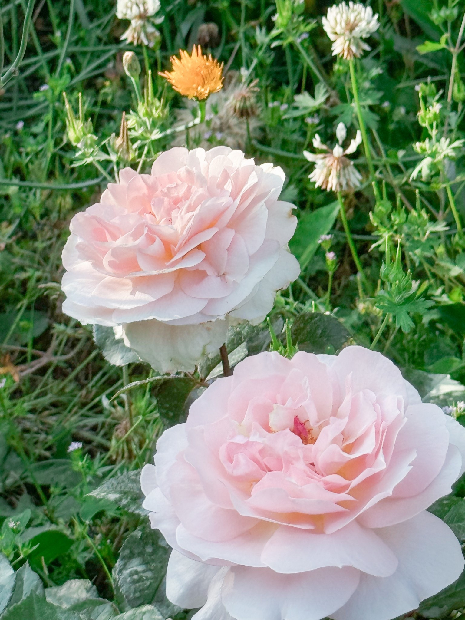 Bliss is a beautiful and super easy rose! 

#LTKOver40 #LTKdayinmylife #LTKHome