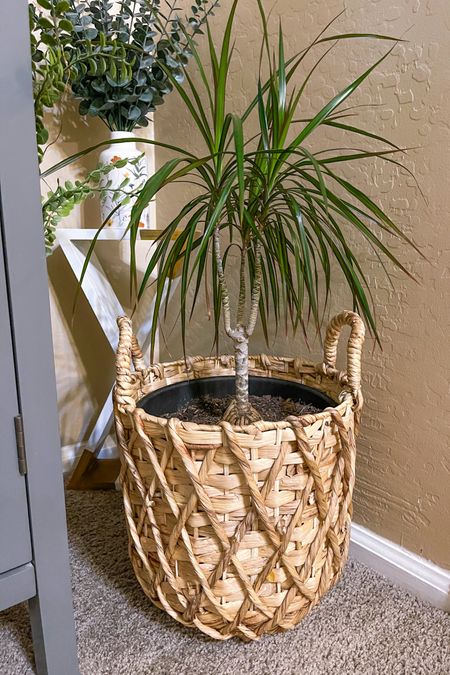 Love this $18 planter from Walmart. Cute and so affordable. It’s 11 inch round. 



Walmart planters, Walmart potters, Walmart finds, Walmart popular planter, Walmart favs 

#LTKfindsunder50 #LTKhome #LTKSeasonal
