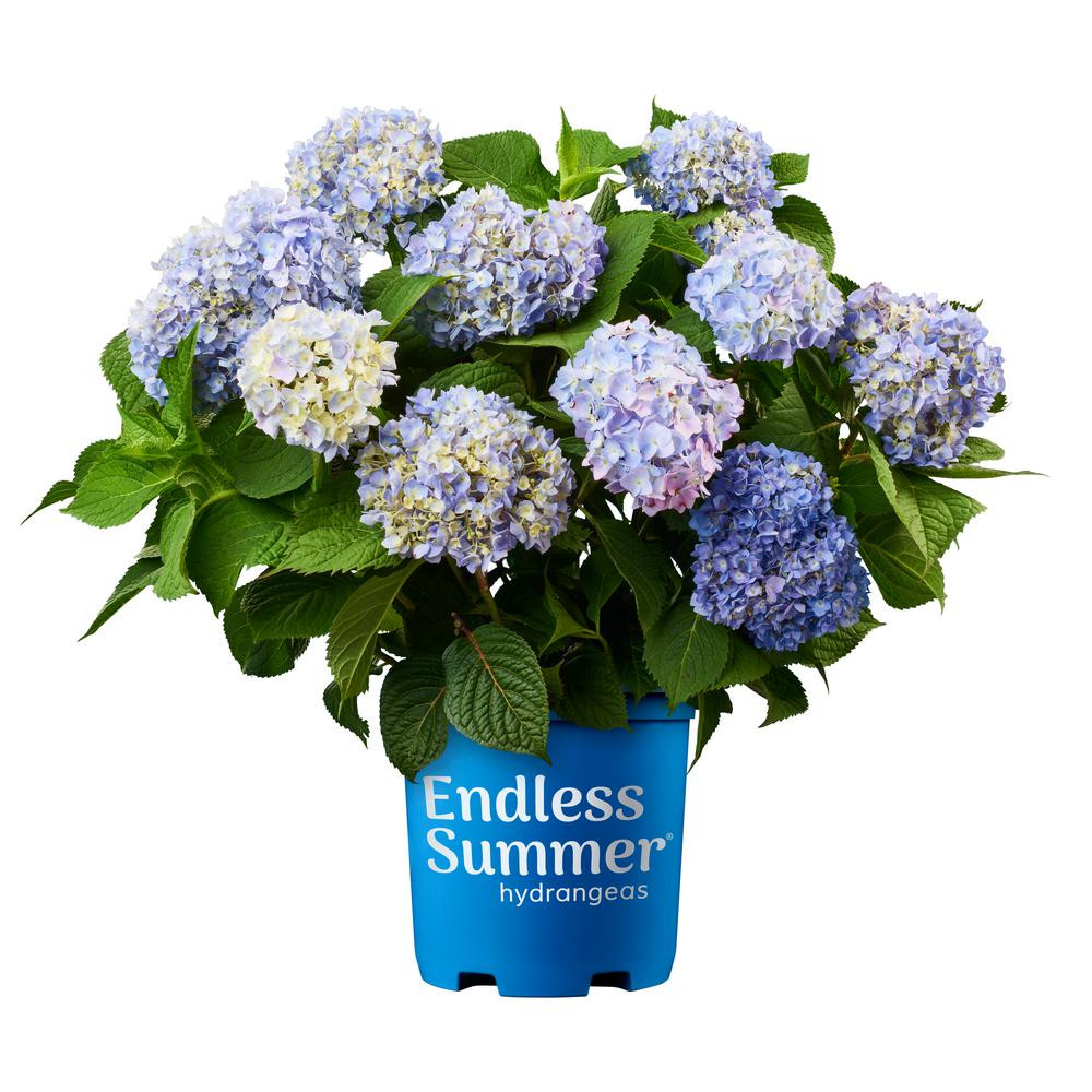 Endless Summer 3 Gal. Original Hydrangea Plant with Pink and Blue Flowers | The Home Depot