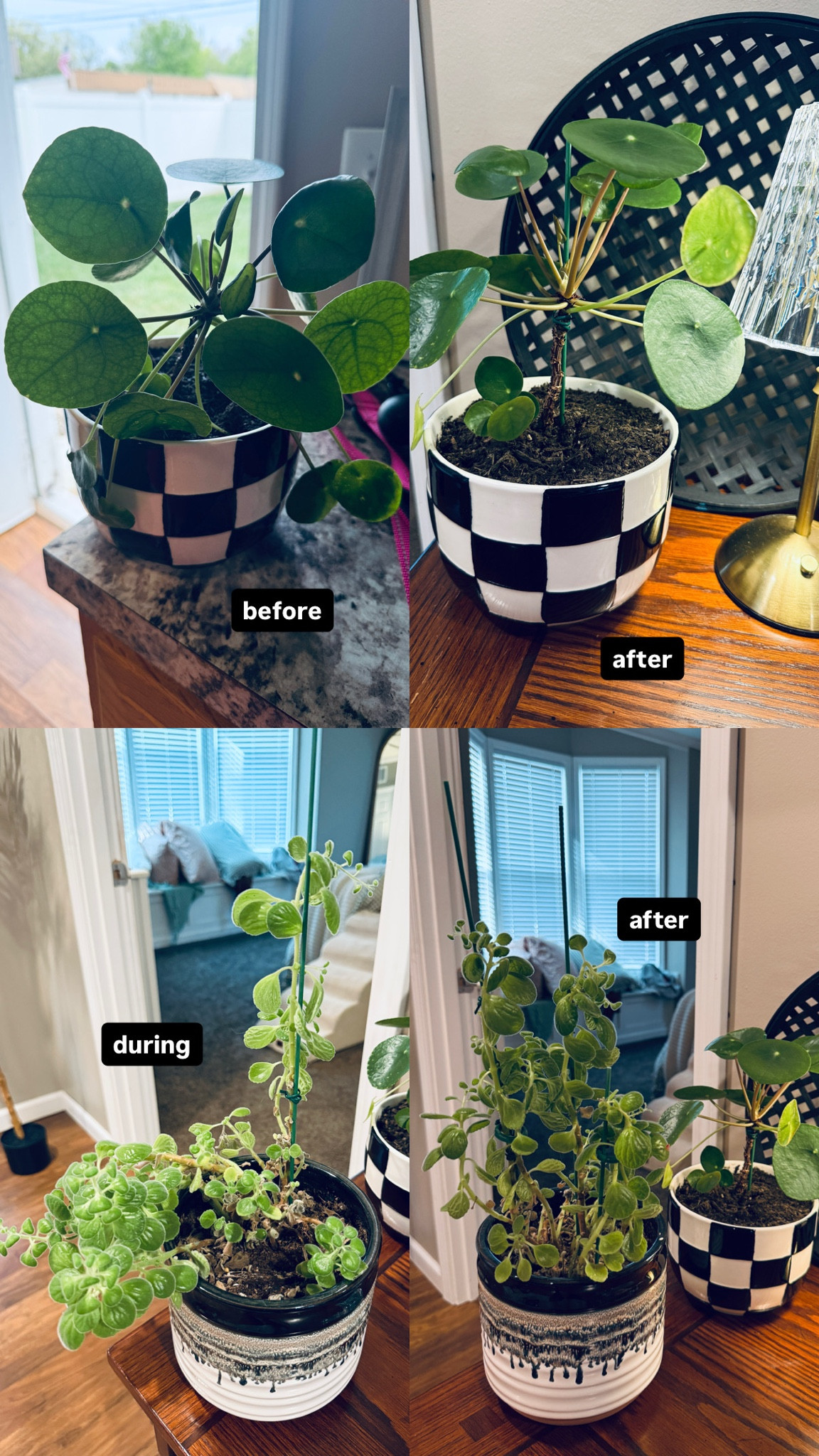 I got some support sticks for my plants that need a little bit of help standing tall. The before vs during vs after is crazy! They don’t even look like the same plants!!