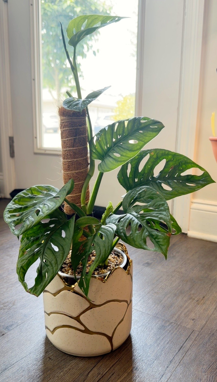 Found the cutest little planters and my  climbing monstera seems to love it too 🫶🏽