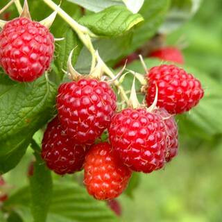 BUSHEL AND BERRY Bareroot Bushel and Berry Raspberry Shortcake Raspberry Live Plant, Non-GMO (2-P... | The Home Depot