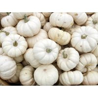 Pumpkin Baby Boo - Squash 5+ Seeds Mini Jack-O-Lantern C 049 | Etsy (US)