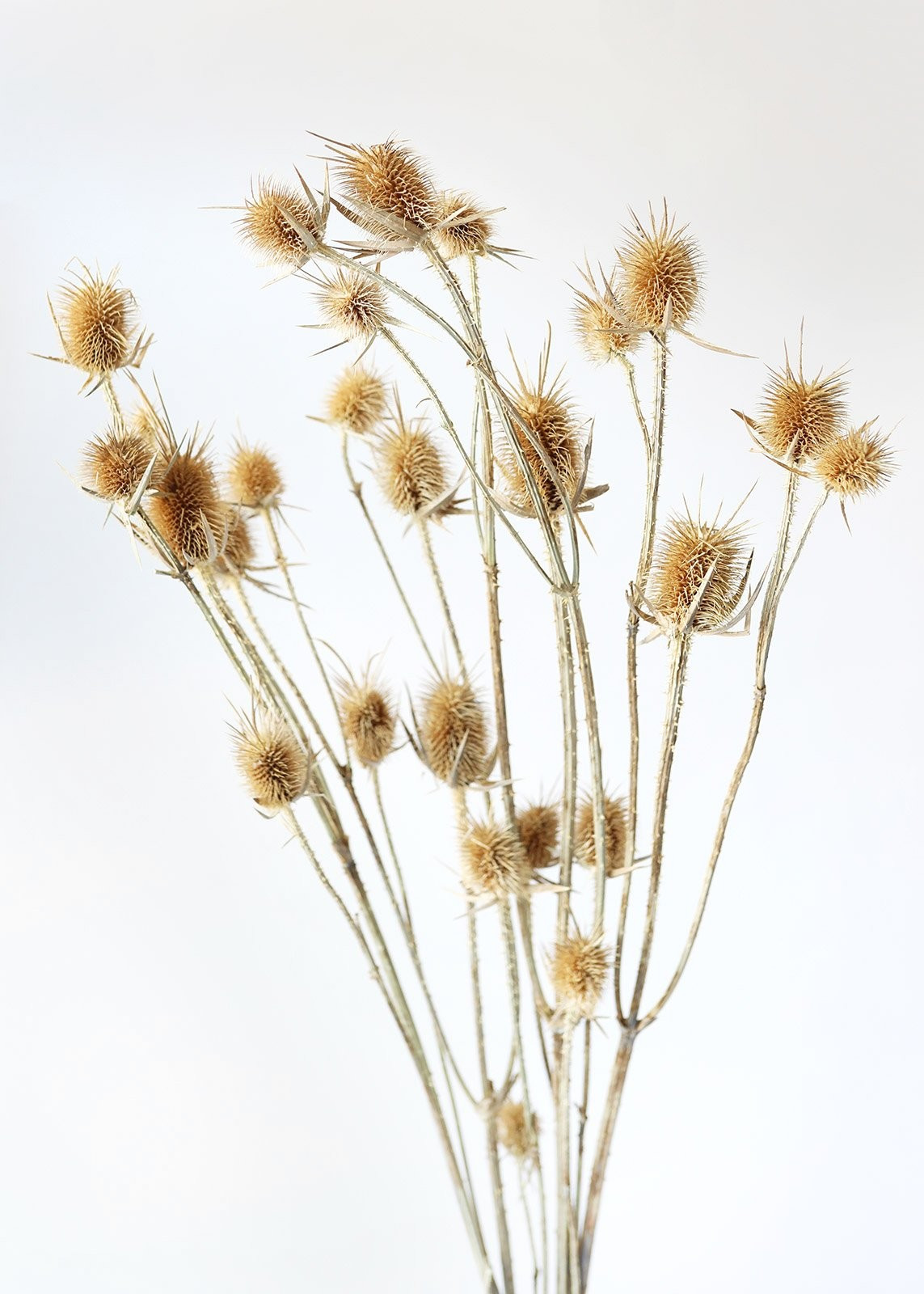 Dried Thistle Flowers in Natural Tan - 28-32" Tall | Afloral (US)