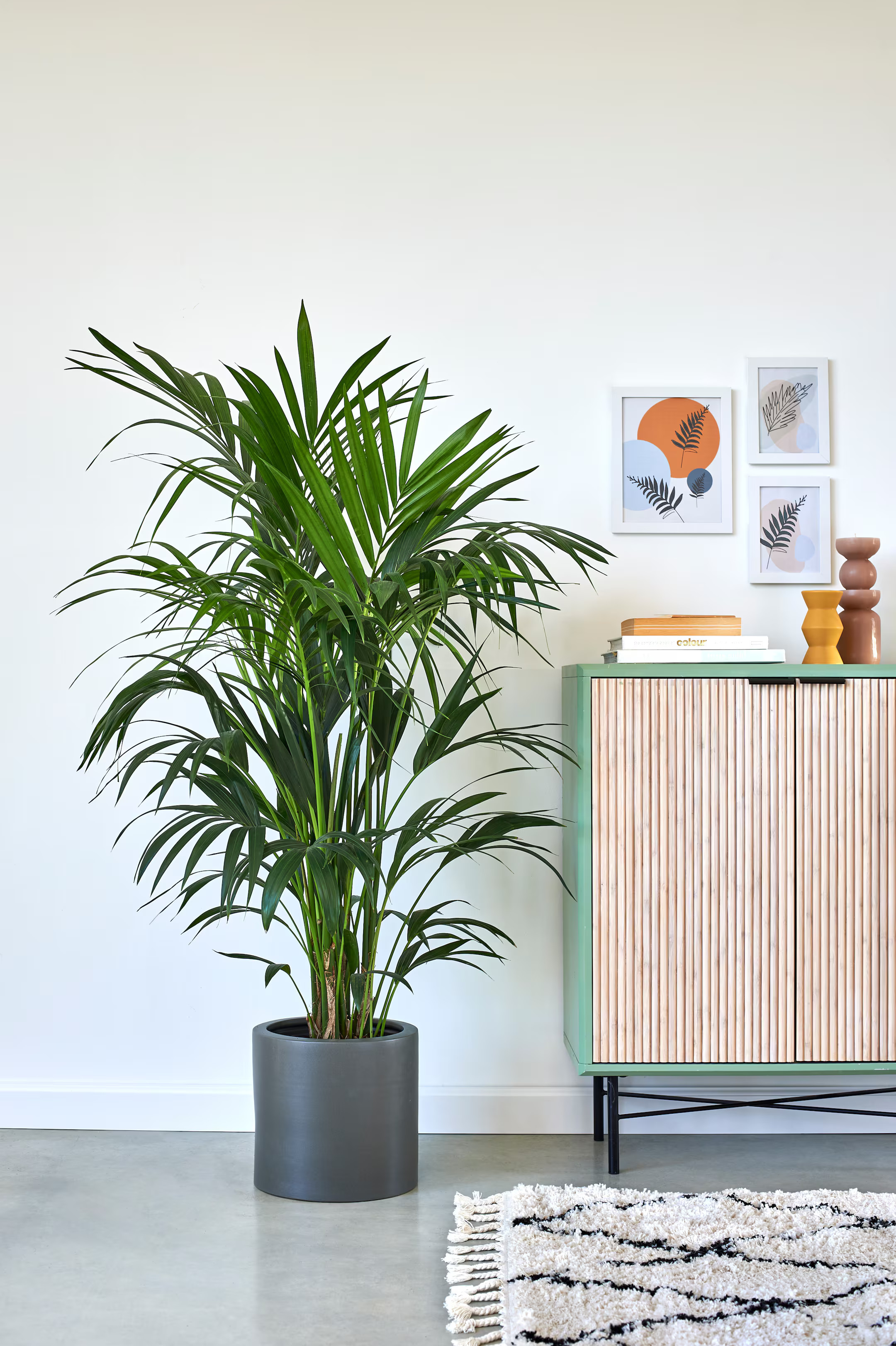 Kentia Palm - H120cm - Home All | H&M GB | H&M (UK, MY, IN, SG, PH, TW, HK)