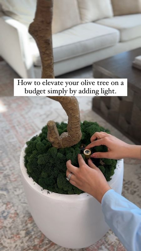 How to elevate your olive tree on a budget simply by adding light.

#LTKhome #LTKfindsunder100 #LTKVideo