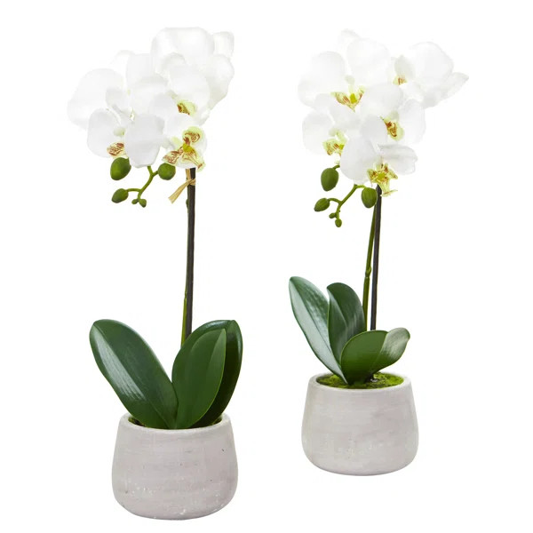Artificial Orchids Floral Arrangement in Planter (Set of 2) | Wayfair North America