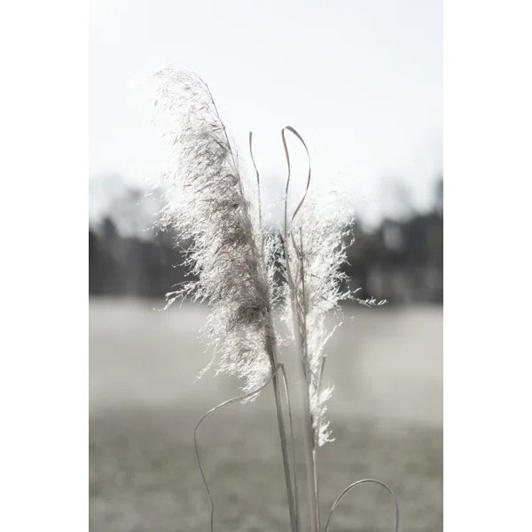 Ethereal Pampas I by Jason Johnson - Wrapped Canvas Photograph | Wayfair North America