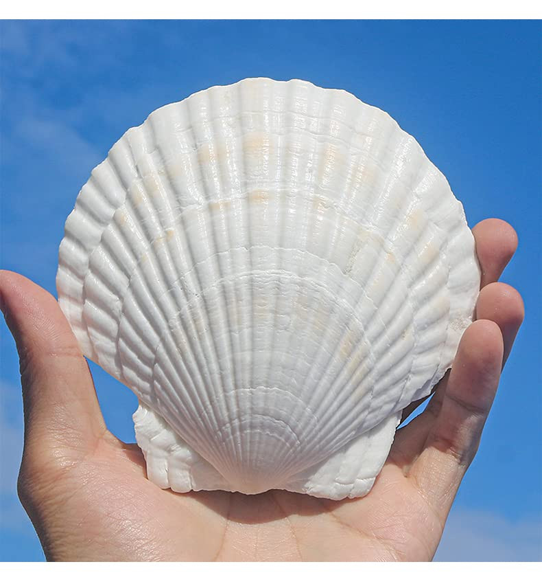 QICQDRAM Large Scallop Shells Crafts 4''-5'' Large Shells Decoration, for Baking Shells, Crafts D... | Amazon (US)