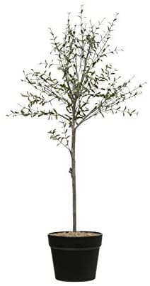 Creative Co-Op DF2615 29" H Thyme Topiary in Pot Faux Botanicals, Green | Amazon (US)